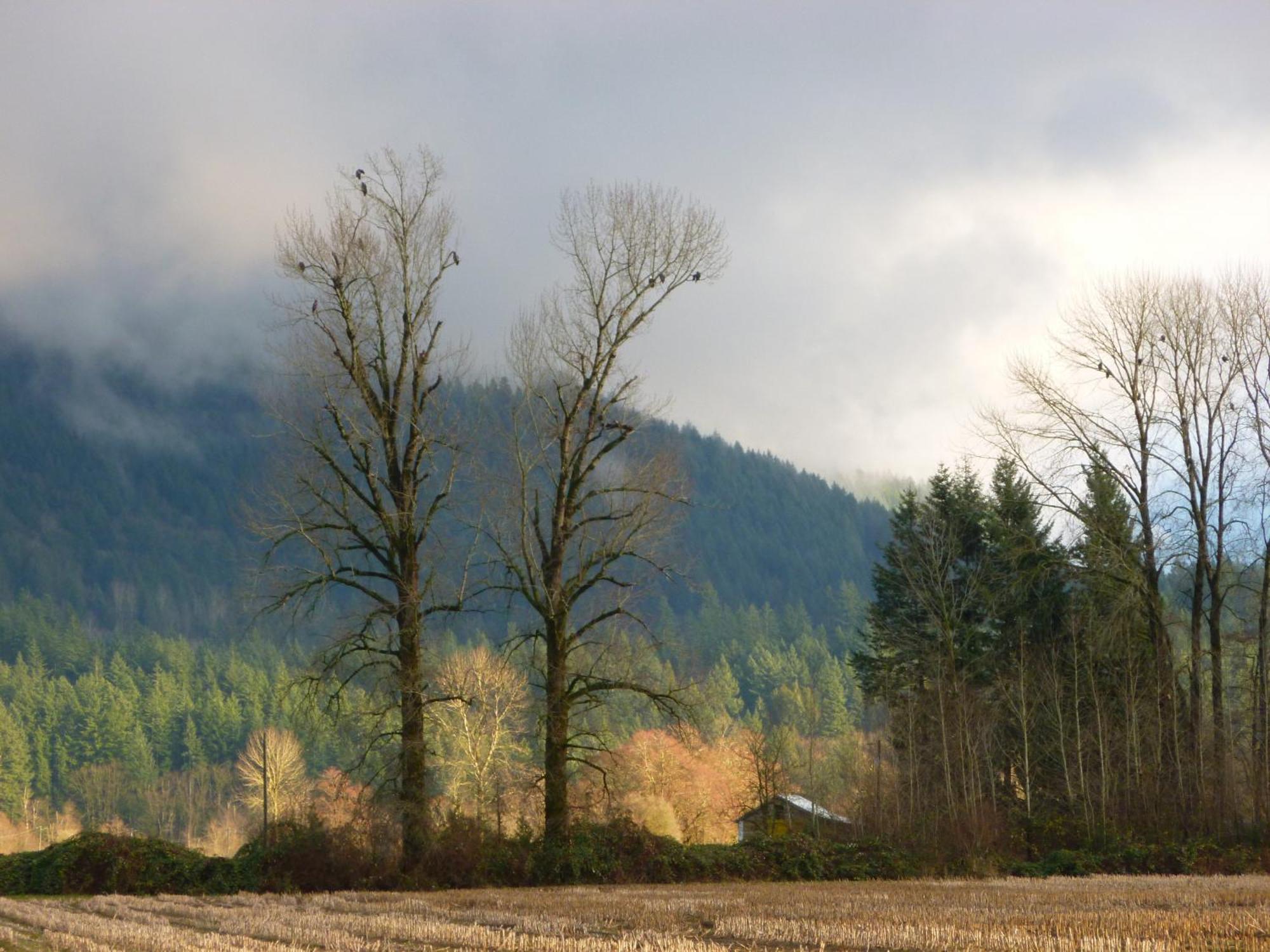 Harrison Hammond House Farmstay Harrison Mills Exteriér fotografie